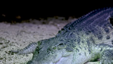 A crocodile lies still on sandy ground under soft lighting, captured in a serene zoo environment in Melbourne