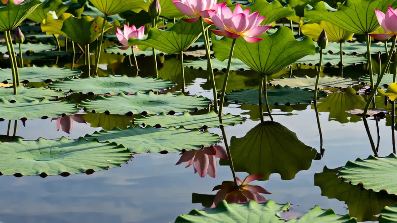 연못에 핑크 로터스 꽃