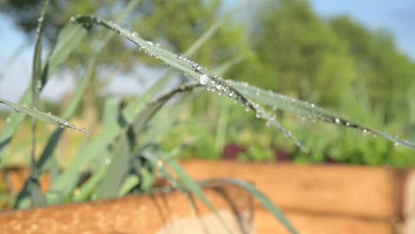 Nahaufnahme-Des-Wassertropfens-über-Lauchkräutern-Pflanzen-Im-Hausgarten-An-Einem-Sonnigen-Heißen-Sommertag,-Der-Anbau-Eigener-Lebensmittel,-Die-Die-Ernährungskrise-Und-Das-Inflationskonzept-überstehen