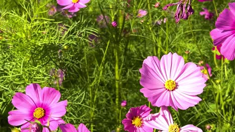 A vibrant field of pink cosmos flowers sways gently beneath a clear blue sky and lush greenery.