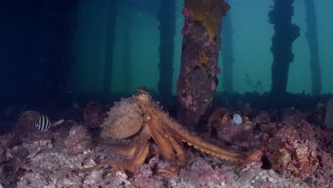 maori octopus macroctopus propulsion jetting underwater and swimming on sea grass beds and under pier 4k 60fps