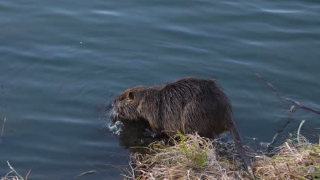 coypu feeding, entering water, and swimming away