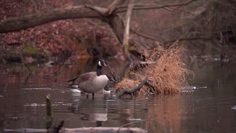 two wild geese cleaning themselves in the river with coarse woody debris - medium shot in slow motion