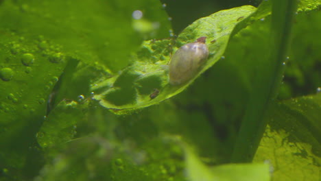 un pequeño caracol de agua dulce se mueve sobre hojas de algas mientras come, en una foto macro, el agua fluye