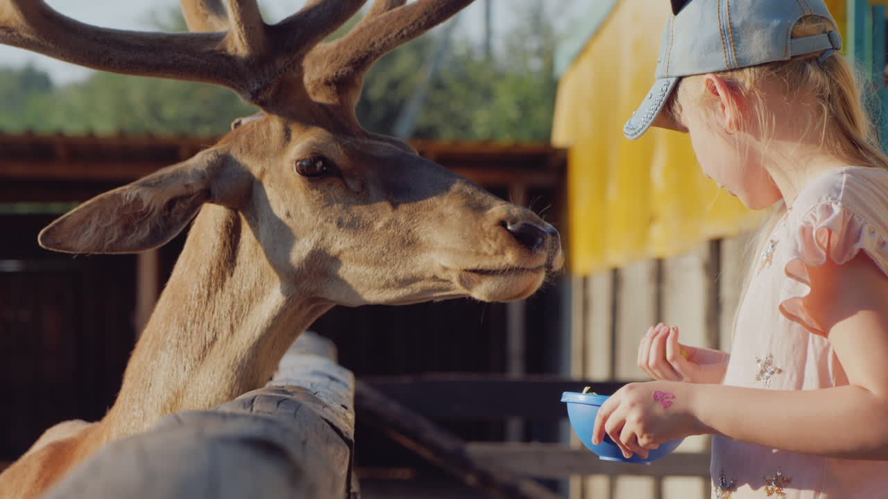 한 아이가 울타리 근처의 귀여운 사슴에게 먹이를 주는 태양 울타리 틈에서 우스꽝스러운 사슴이 보인다
