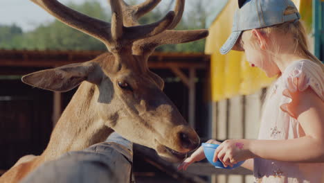 a funny deer looks out from the gap of the fence the sun a child feeds a cute deer near the fence