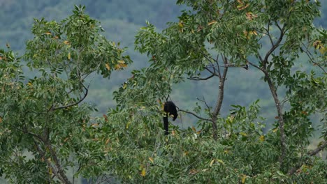 ardilla gigante negra, ratufa bicolor vista en una rama alimentándose de frutas mientras el viento sopla tan fuerte en el dosel del bosque en el parque nacional kaeng krachan, tailandia