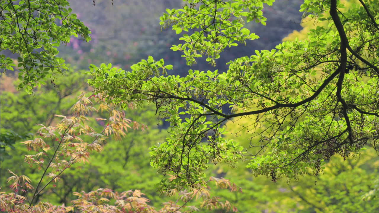 Tracking 4K footage of vivid green tree foliage, catching the morning sunshine, nestled on the side of the Queen's Valley Gardens, near Windsor, Berkshire, UK