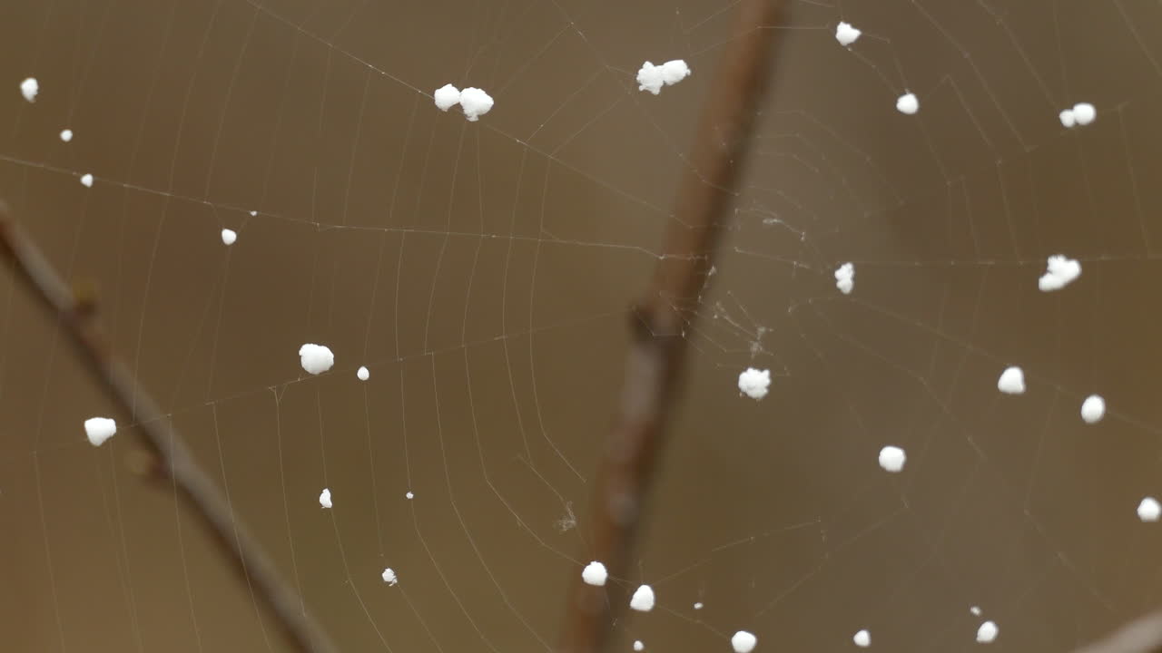 캐나다의 마지막 강설량은 숲 속에 자리 잡은 아름다운 거미줄에 떨어집니다.