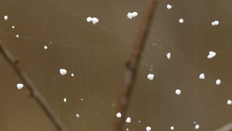 la última nevada de la temporada en canadá cae sobre una hermosa telaraña enclavada en el bosque