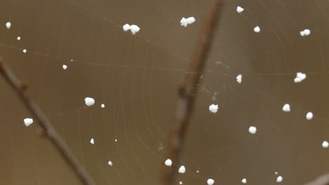 加拿大今年最后一次降雪 落在森林中美丽的蜘蛛网上