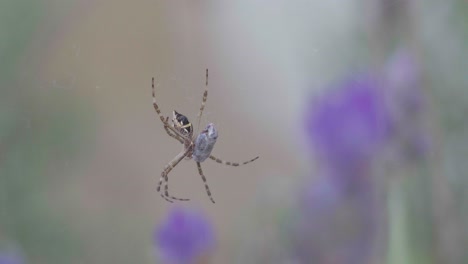 Primer-Plano-De-Una-Araña-Argiope-Plateada-Sentada-En-La-Web-Con-Presas-Entre-Flores-De-Lavanda