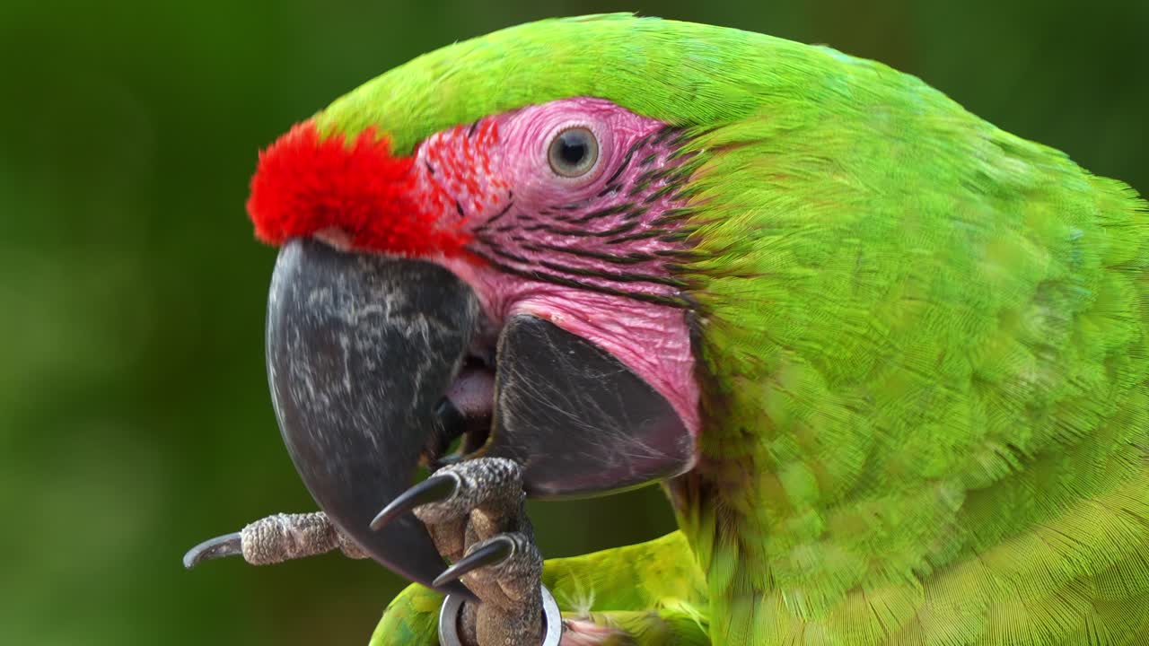 gran guacamayo verde con frente roja, rompiendo una nuez con su pie y pico, tiro de perfil extremo de cerca de una especie de ave en peligro crítico de extinción