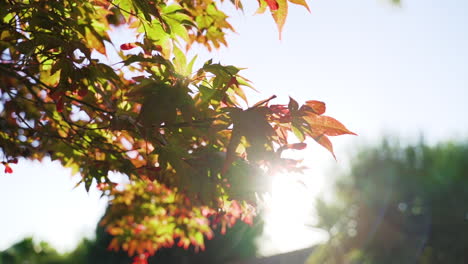 Close-up-of-the-sun-peeking-through-the-colourful-leaves-of-a-maple-tree-in-slow-motion