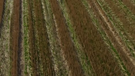 harvested field aerial view