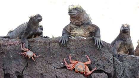 marine iguana and sally lightfoot crab at punta espinoza on fernandina island in the galapagos islands national park