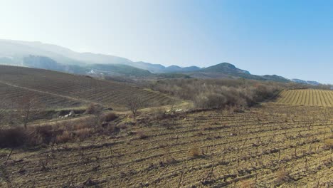 paisaje de viñedos en las montañas