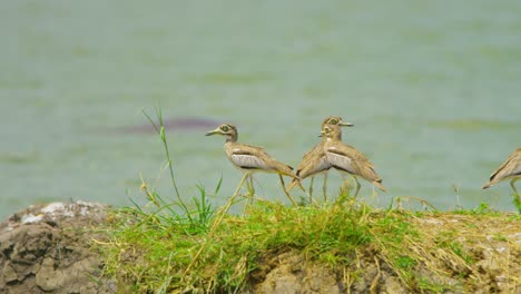 Knee-birds-in-Uganda-look-over-lake-with-hippos