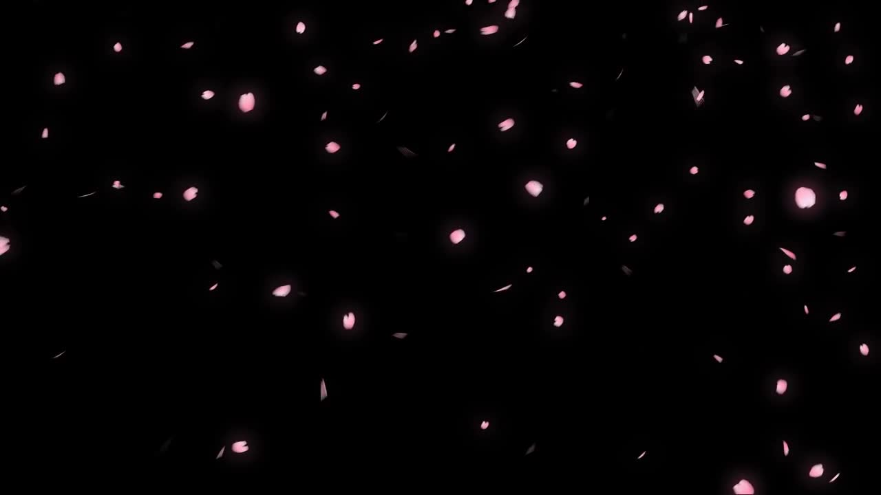 Falling cherry blossom petals Footage