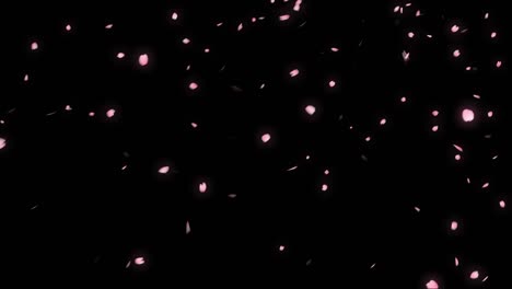 falling cherry blossom petals footage