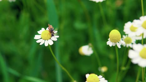 dos escarabajos naranjas se aparean en flores de manzanilla en un caluroso día de verano