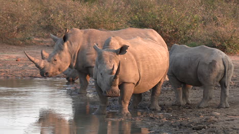 birds fly by white rhinos at waterhole at golden hour in south africa