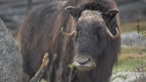 huge muskox looking around