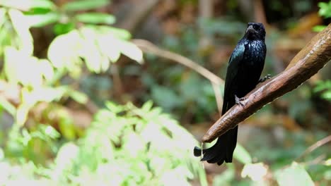 Camera-zooms-out-while-perched-on-a-branch-with-fresh-water-dripping,-Hair-crested-Drongo-Dicrurus-hottentottus,-Thailand