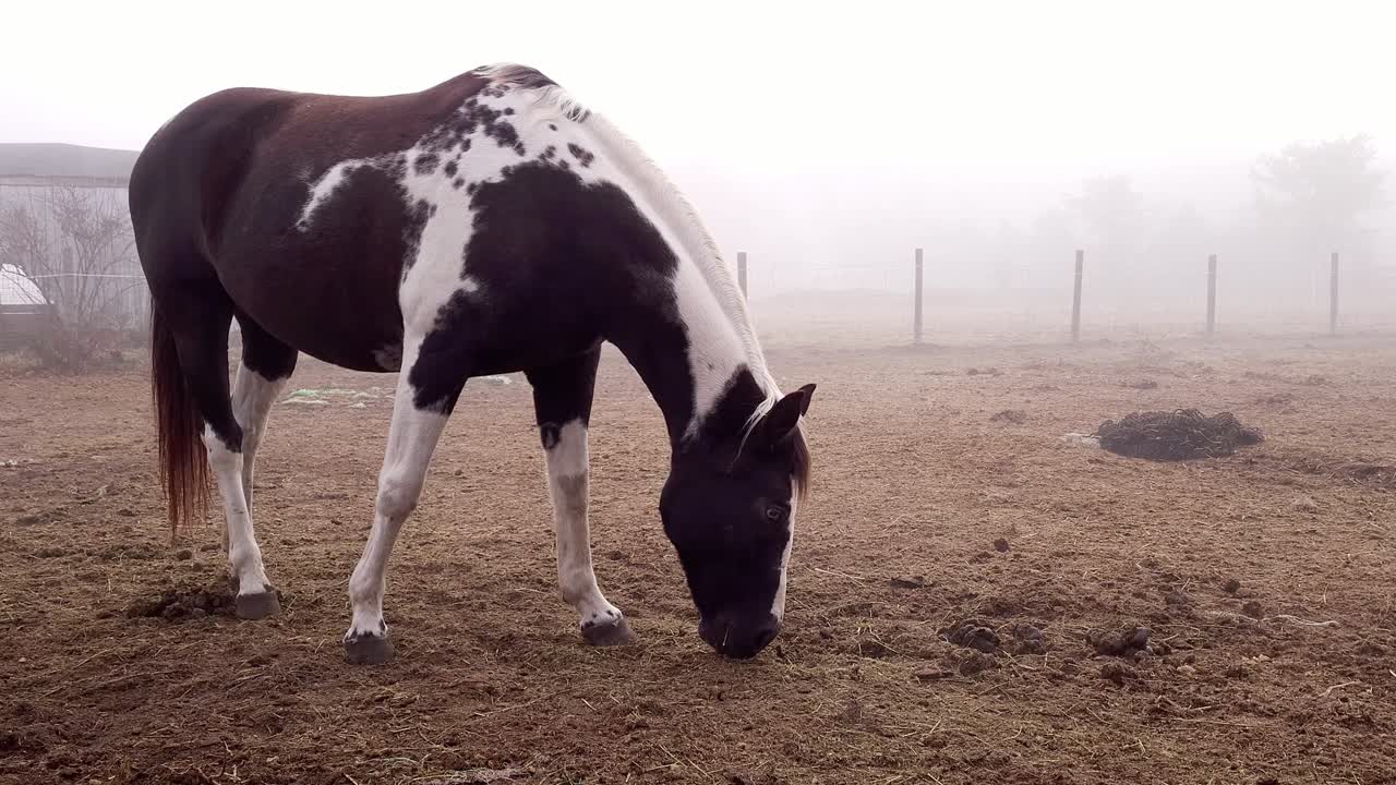 pintar un cuarto de milla en una granja rural local de estados unidos, día de niebla