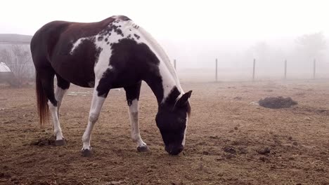 paint quarter horse in local rural usa farm, foggy day