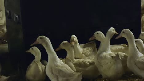 Herauszoomen,-Um-Brutenten-Neben-Futtertrögen-In-Einer-Indoor-Farm-Zu-Zeigen