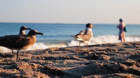 Gaviota-Protegiendo-El-Territorio-En-La-Playa