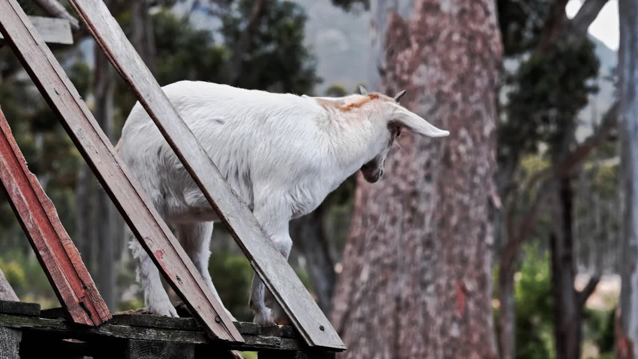 A white adult goat standing on a wooden platform with trees in the background
