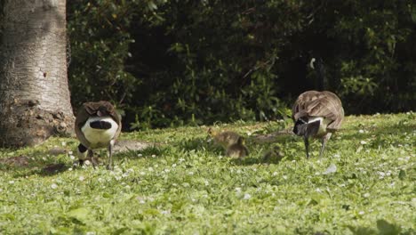 Family-of-geese-in-park-grazing---stanley-park-Vancouver-Canada