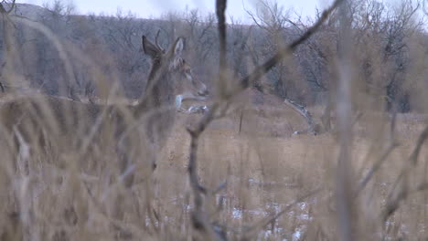 whitetail deer in the wild