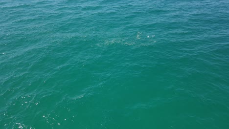 Marine-Fish-Moving-Fast-In-The-Sea-Surface-In-Queensland