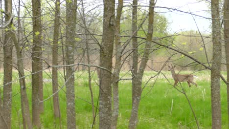 Ein-Paar-Weißwedelhirsche,-Odocoileus-Virginianus