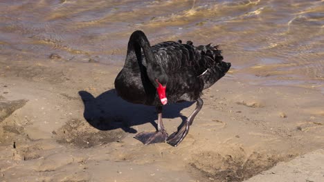 black swan walking and foraging near water