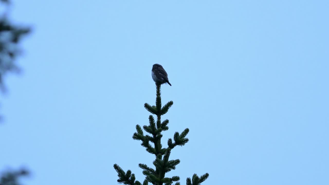 Europe's smallest owl, the Eurasian Pygmy Owl, perches at top of pine tree, silhouetted against blue sky.