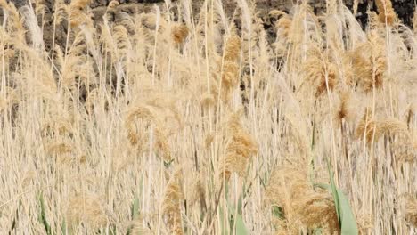 golden yellow feather pampas grass stalks blow in breeze on windy day