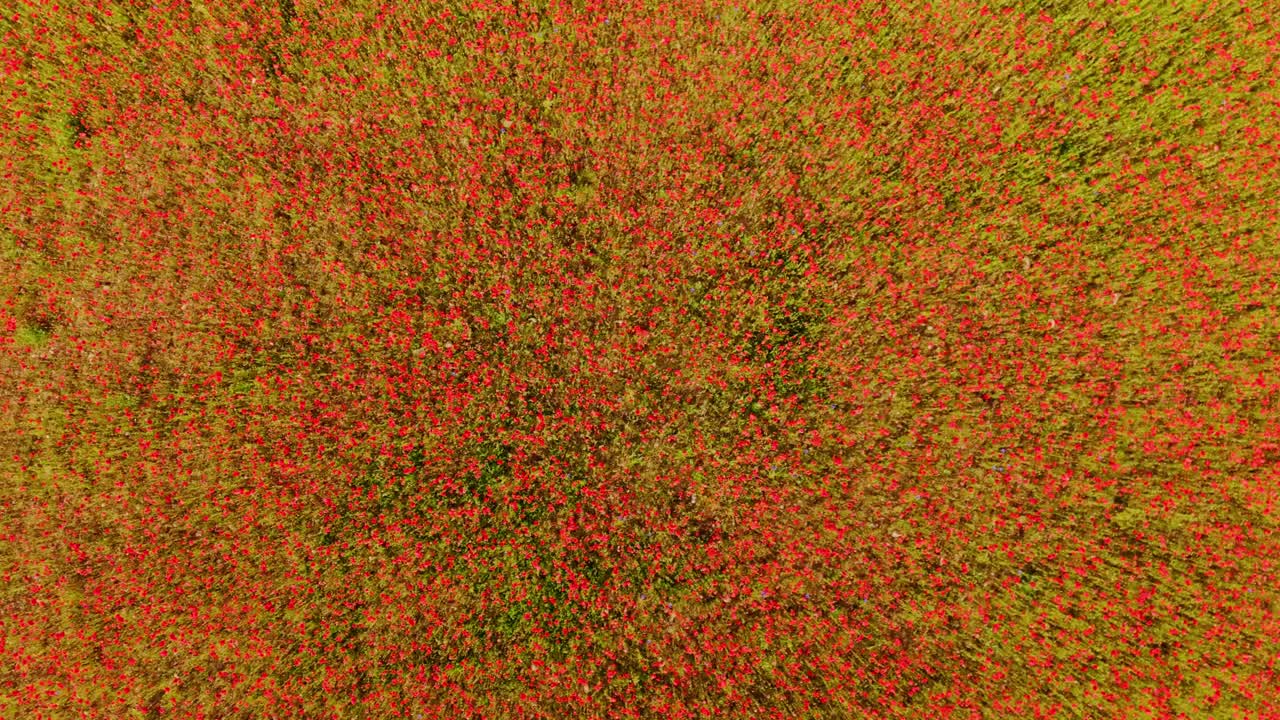Top Down drone movement revealing endless red poppy field countryside, summer
