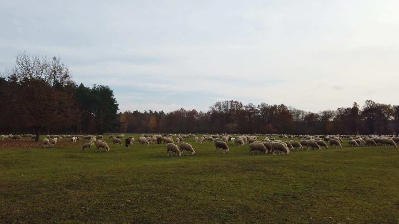 Large herd of sheep standing on a green meadow with trees in the background. Overcast day. Some sheeps are eating grass, some are moving around. White, brown, black sheeps