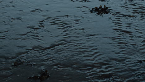 Shallow-water-flowing-in-ripples-around-seaweed-on-sandy-beach-at-sunset,-handheld