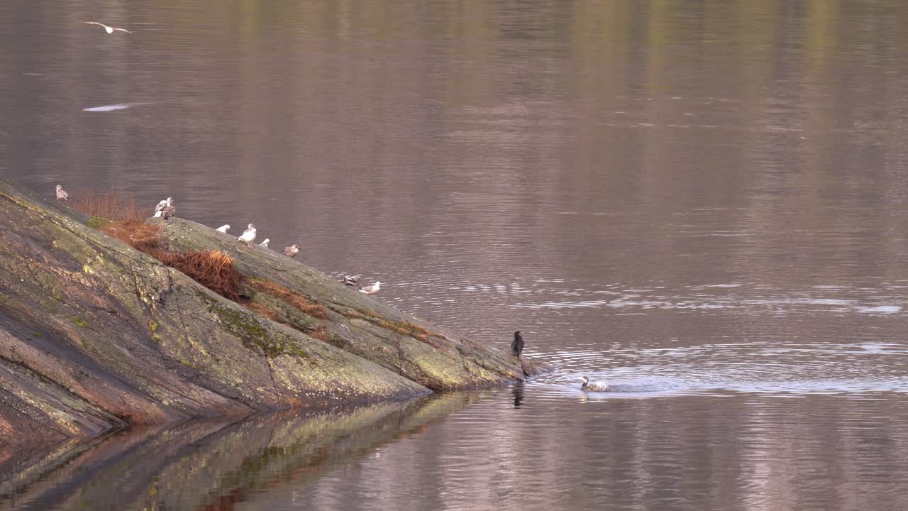 dos grandes cormoranes junto con gaviotas en la roca de la isla dentro del fiordo noruego en una tarde tranquila - cormorán lavando sus plumas en agua de mar mientras la gaviota llega a la roca - telezoom estático