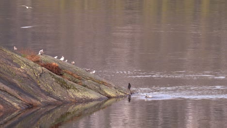 Two-great-cormorants-together-with-seagulls-on-island-rock-inside-Norweain-fjord-at-calm-evening---Cormorant-washing-his-feathers-in-seawater-while-seagull-arriving-at-rock---Static-telezoom