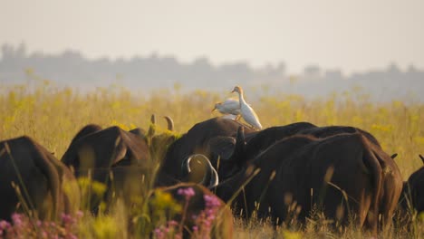 Aves-De-Garceta-Bueyera-Sobre-Adultos-Y-Terneros-De-Búfalo-Del-Cabo-En-Savannah,-Tiro-Panorámico-A-La-Izquierda