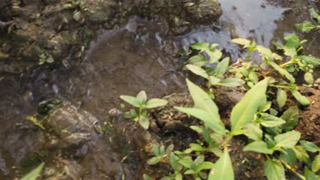 siguiendo un pequeño arroyo en un pantano verde y pantanoso