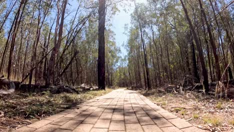 progresión a lo largo de un sendero forestal sinuoso