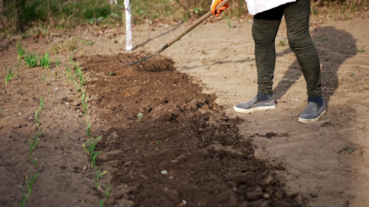 Unrecognized female uses rake to break the boulders on the freshly-dug ground. Spring works in the garden.
