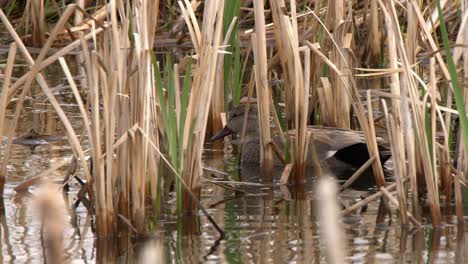 mallard hen duck hides among marsh plants in wetland pond water